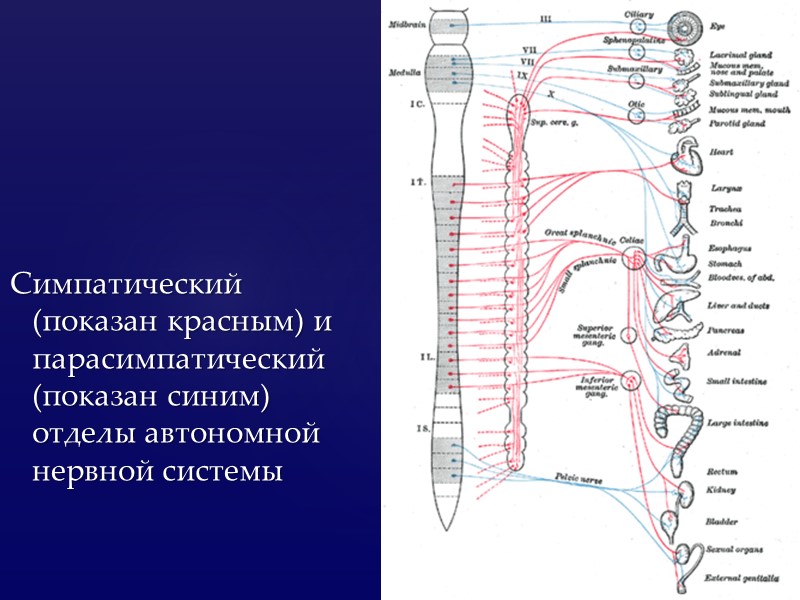 Симпатический (показан красным) и парасимпатический (показан синим) отделы автономной нервной системы